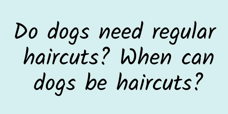 Do dogs need regular haircuts? When can dogs be haircuts?