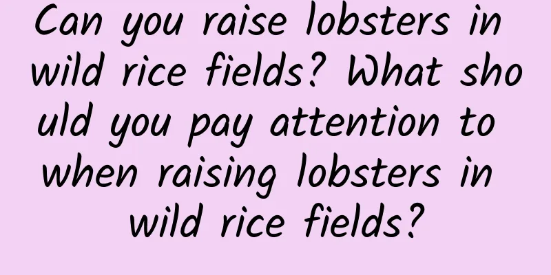 Can you raise lobsters in wild rice fields? What should you pay attention to when raising lobsters in wild rice fields?