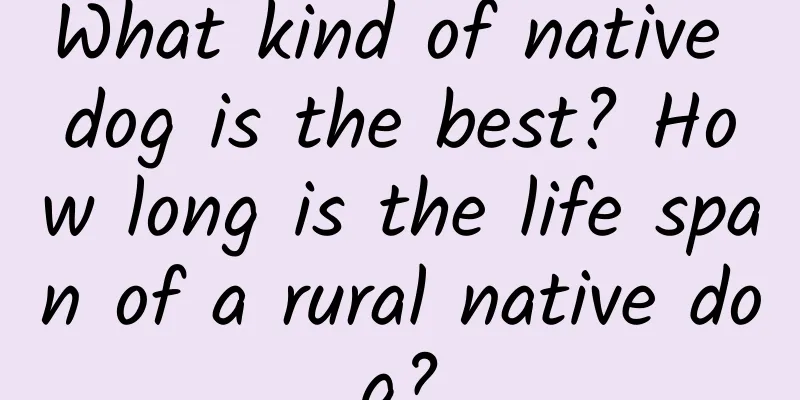 What kind of native dog is the best? How long is the life span of a rural native dog?