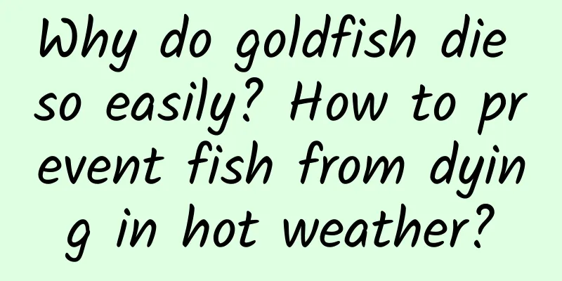 Why do goldfish die so easily? How to prevent fish from dying in hot weather?