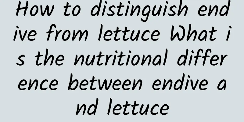 How to distinguish endive from lettuce What is the nutritional difference between endive and lettuce