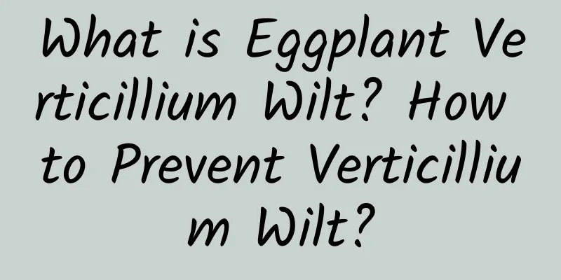 What is Eggplant Verticillium Wilt? How to Prevent Verticillium Wilt?