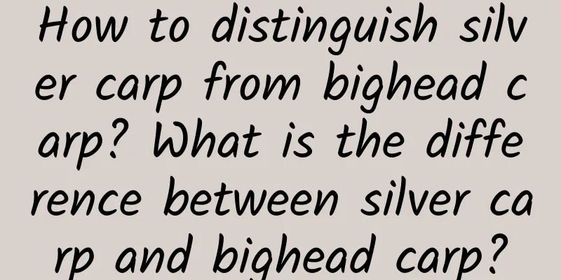 How to distinguish silver carp from bighead carp? What is the difference between silver carp and bighead carp?