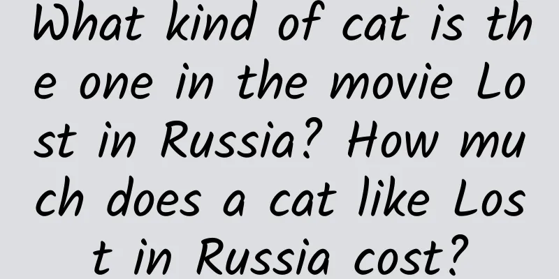 What kind of cat is the one in the movie Lost in Russia? How much does a cat like Lost in Russia cost?