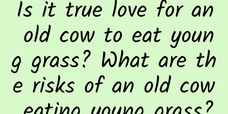 Is it true love for an old cow to eat young grass? What are the risks of an old cow eating young grass?