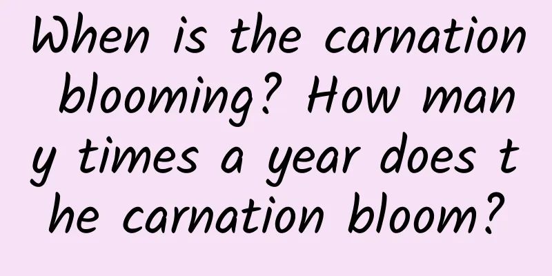 When is the carnation blooming? How many times a year does the carnation bloom?