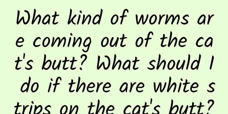 What kind of worms are coming out of the cat's butt? What should I do if there are white strips on the cat's butt?