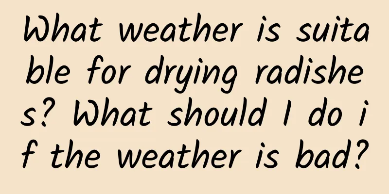What weather is suitable for drying radishes? What should I do if the weather is bad?