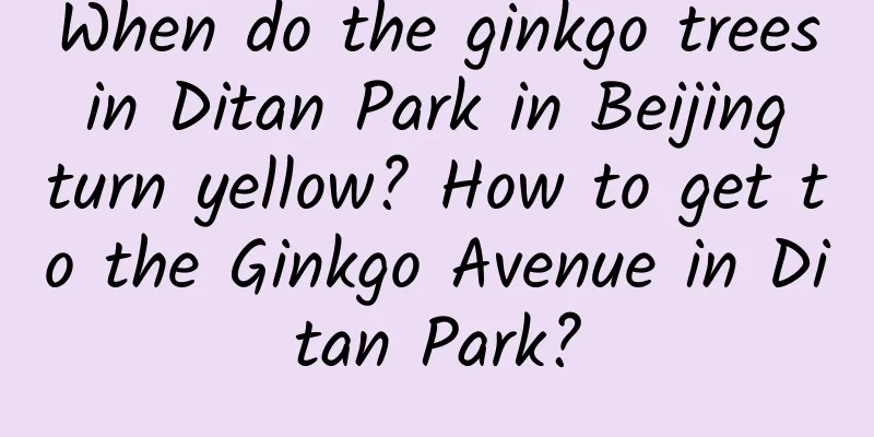 When do the ginkgo trees in Ditan Park in Beijing turn yellow? How to get to the Ginkgo Avenue in Ditan Park?