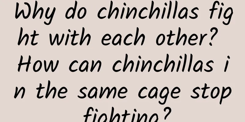 Why do chinchillas fight with each other? How can chinchillas in the same cage stop fighting?