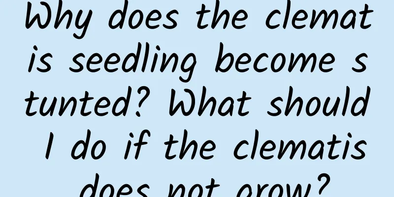 Why does the clematis seedling become stunted? What should I do if the clematis does not grow?