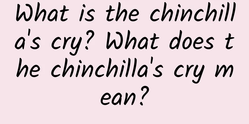 What is the chinchilla's cry? What does the chinchilla's cry mean?