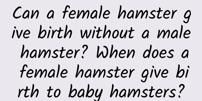 Can a female hamster give birth without a male hamster? When does a female hamster give birth to baby hamsters?