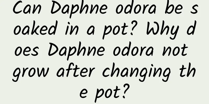 Can Daphne odora be soaked in a pot? Why does Daphne odora not grow after changing the pot?