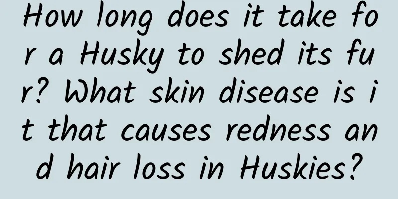 How long does it take for a Husky to shed its fur? What skin disease is it that causes redness and hair loss in Huskies?