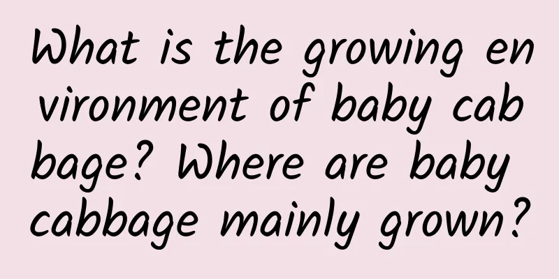 What is the growing environment of baby cabbage? Where are baby cabbage mainly grown?