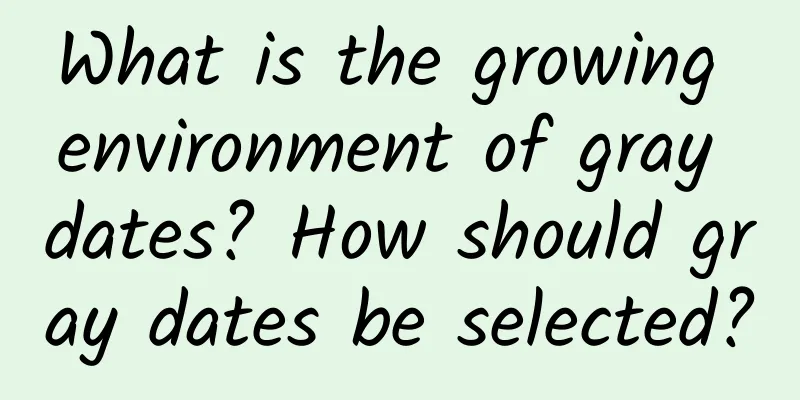 What is the growing environment of gray dates? How should gray dates be selected?