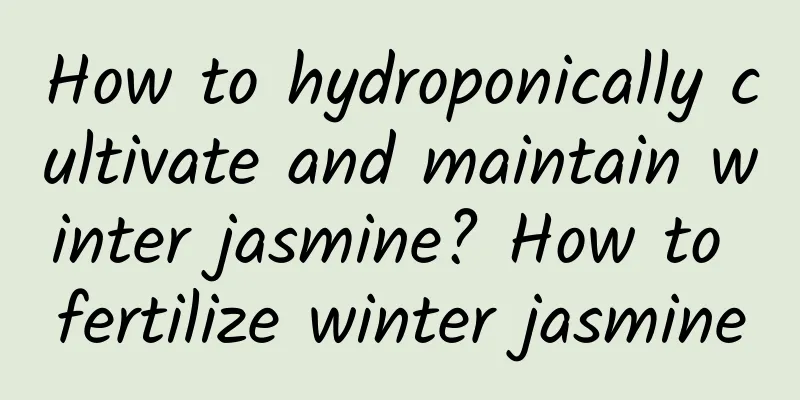 How to hydroponically cultivate and maintain winter jasmine? How to fertilize winter jasmine