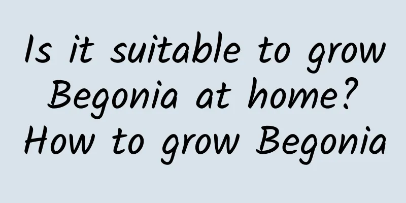 Is it suitable to grow Begonia at home? How to grow Begonia