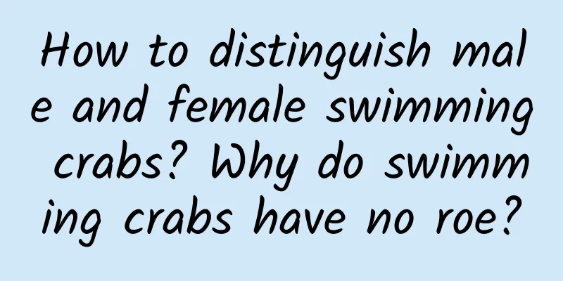 How to distinguish male and female swimming crabs? Why do swimming crabs have no roe?