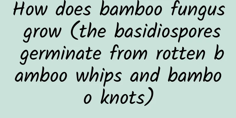 How does bamboo fungus grow (the basidiospores germinate from rotten bamboo whips and bamboo knots)