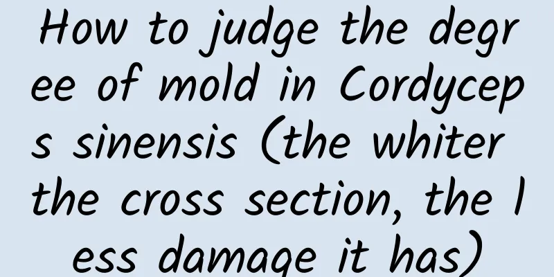 How to judge the degree of mold in Cordyceps sinensis (the whiter the cross section, the less damage it has)