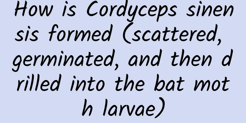 How is Cordyceps sinensis formed (scattered, germinated, and then drilled into the bat moth larvae)