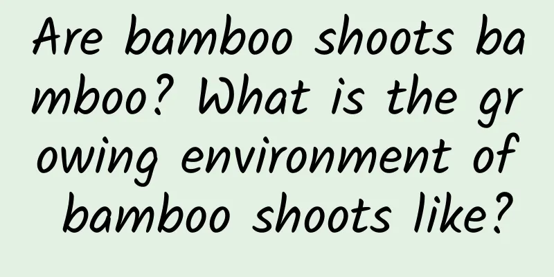 Are bamboo shoots bamboo? What is the growing environment of bamboo shoots like?