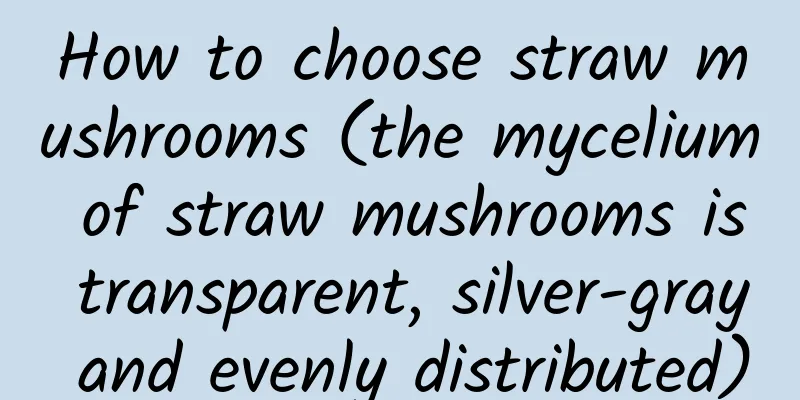 How to choose straw mushrooms (the mycelium of straw mushrooms is transparent, silver-gray and evenly distributed)