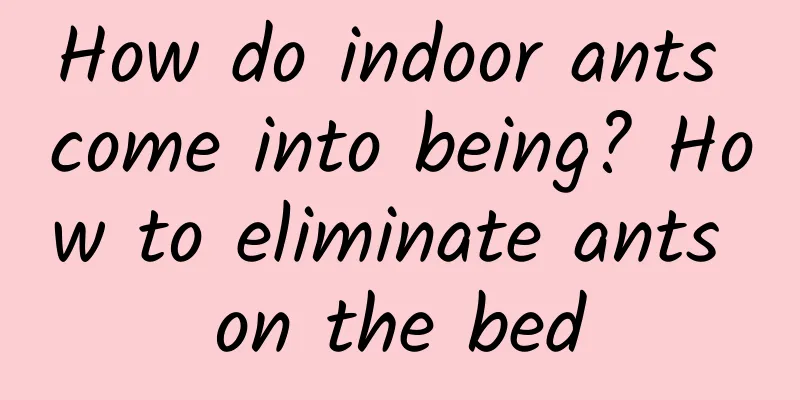 How do indoor ants come into being? How to eliminate ants on the bed