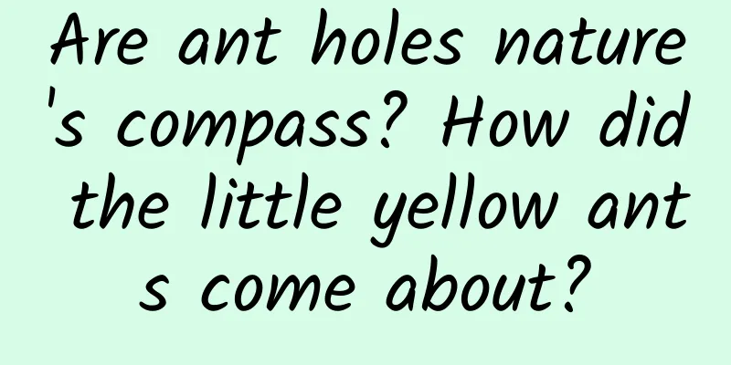 Are ant holes nature's compass? How did the little yellow ants come about?