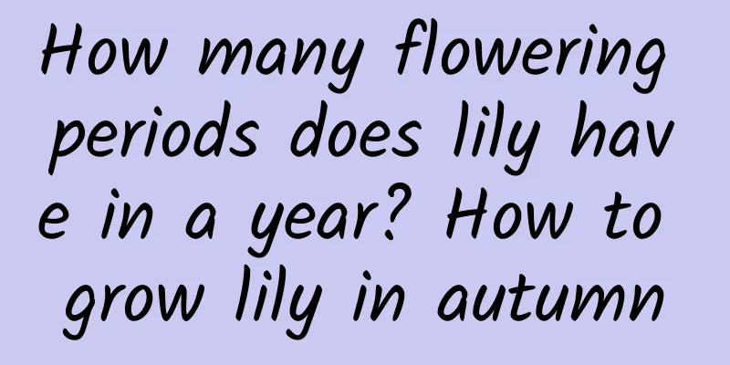 How many flowering periods does lily have in a year? How to grow lily in autumn