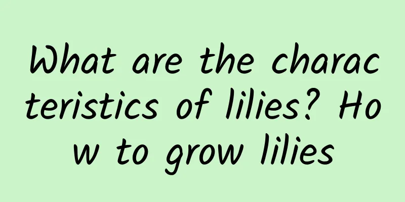 What are the characteristics of lilies? How to grow lilies