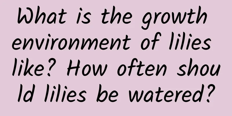 What is the growth environment of lilies like? How often should lilies be watered?