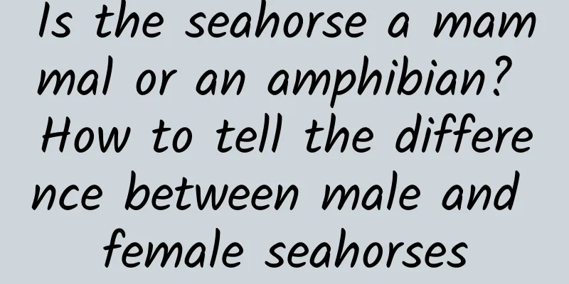 Is the seahorse a mammal or an amphibian? How to tell the difference between male and female seahorses