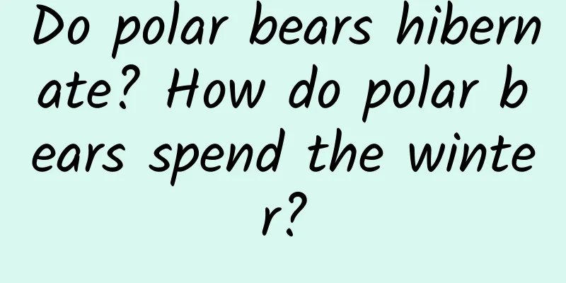 Do polar bears hibernate? How do polar bears spend the winter?