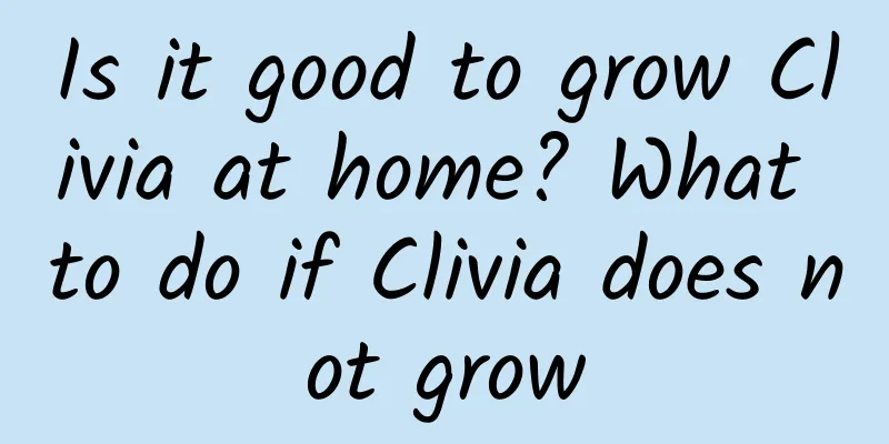 Is it good to grow Clivia at home? What to do if Clivia does not grow