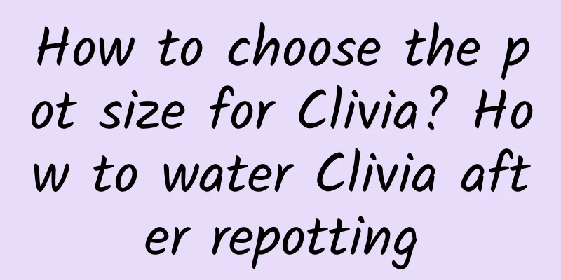 How to choose the pot size for Clivia? How to water Clivia after repotting