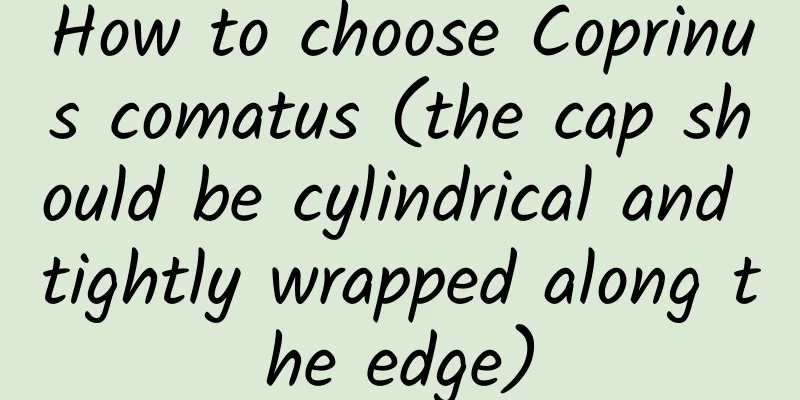 How to choose Coprinus comatus (the cap should be cylindrical and tightly wrapped along the edge)