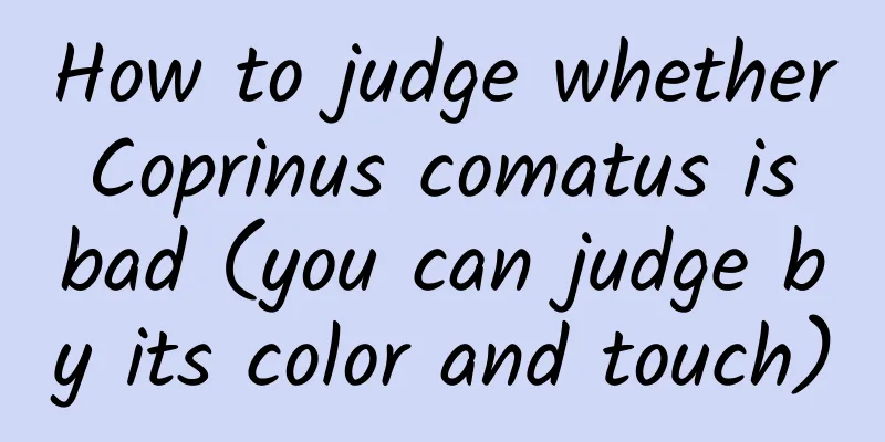 How to judge whether Coprinus comatus is bad (you can judge by its color and touch)