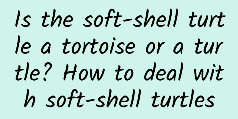 Is the soft-shell turtle a tortoise or a turtle? How to deal with soft-shell turtles