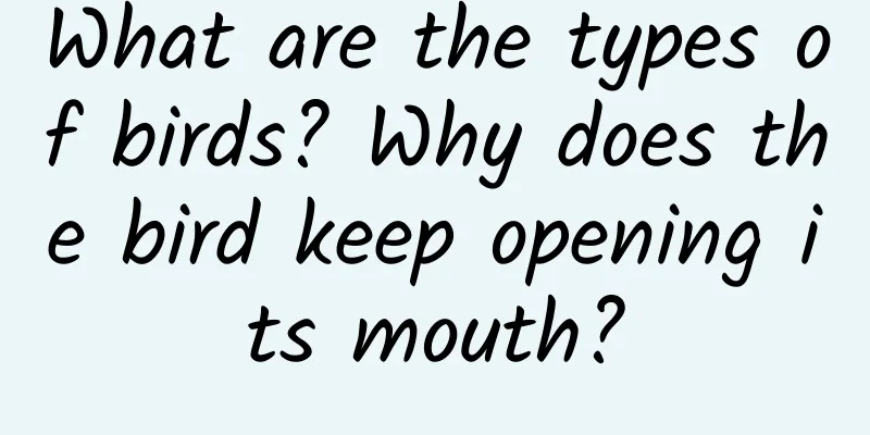 What are the types of birds? Why does the bird keep opening its mouth?