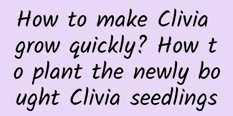 How to make Clivia grow quickly? How to plant the newly bought Clivia seedlings