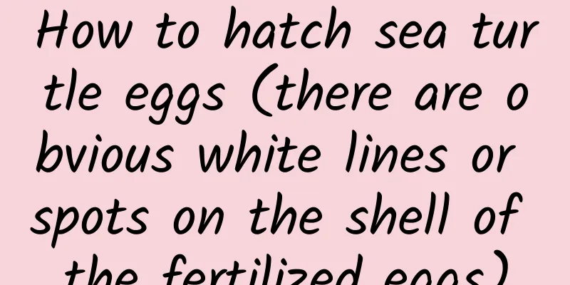 How to hatch sea turtle eggs (there are obvious white lines or spots on the shell of the fertilized eggs)