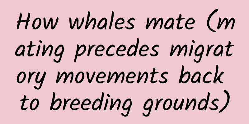 How whales mate (mating precedes migratory movements back to breeding grounds)