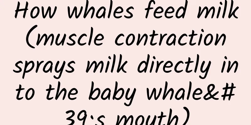 How whales feed milk (muscle contraction sprays milk directly into the baby whale's mouth)