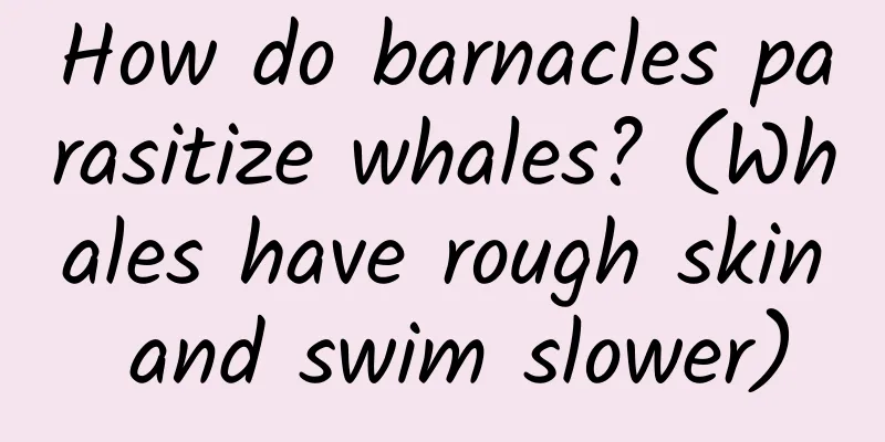 How do barnacles parasitize whales? (Whales have rough skin and swim slower)