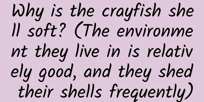 Why is the crayfish shell soft? (The environment they live in is relatively good, and they shed their shells frequently)