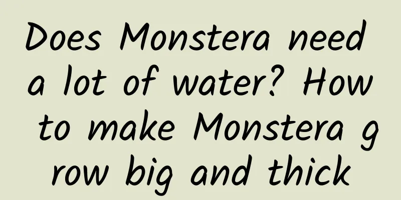Does Monstera need a lot of water? How to make Monstera grow big and thick