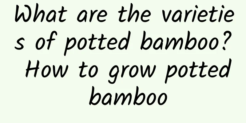 What are the varieties of potted bamboo? How to grow potted bamboo